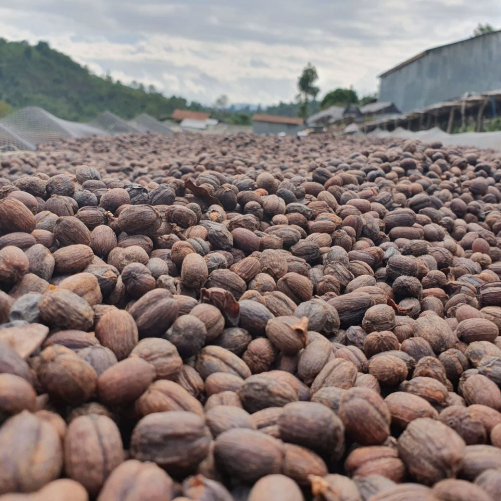 Boabe de cafea bio Fair Trade Etiopia Sidamo 1 kg